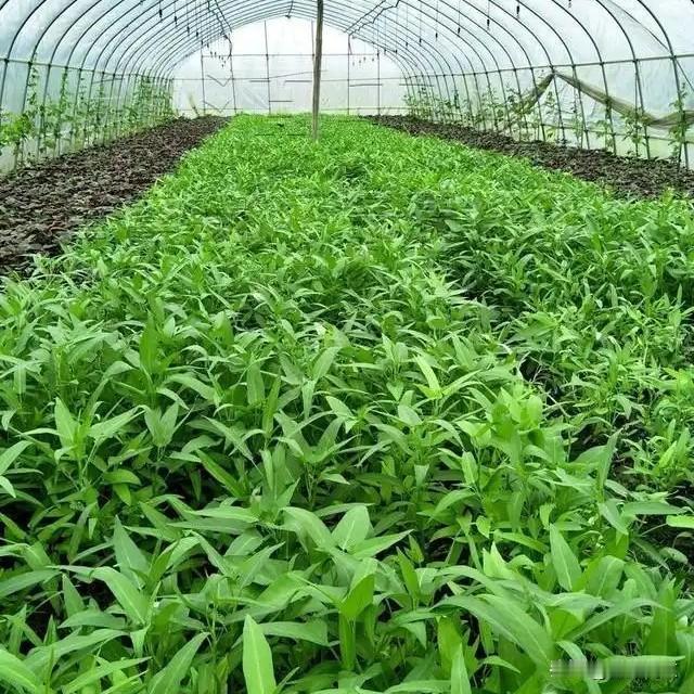 四月中旬种菜别乱选！这6样好种好卖，新手也能轻松种
 


四月种菜真别瞎忙活！