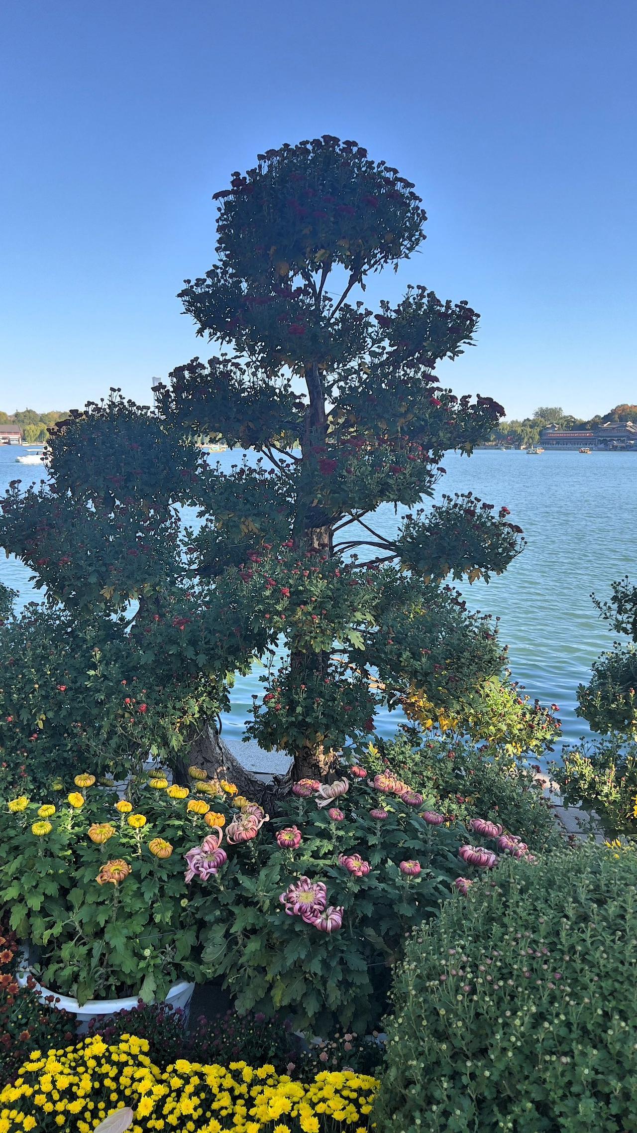 【原创】初冬时节，北海公园风光旖旎迷人