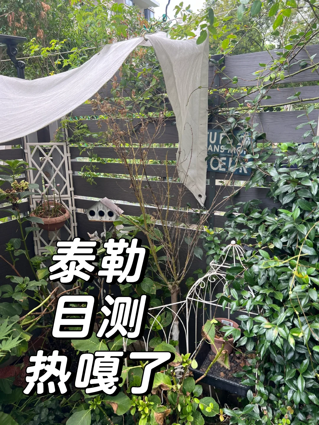 园艺｜泰勒三年，还是离开了我
