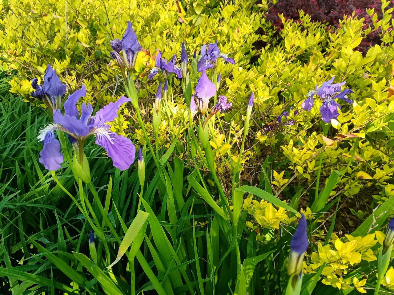 鸢尾开在春深处，紫瓣映着嫩黄，满是鲜活的诗意。