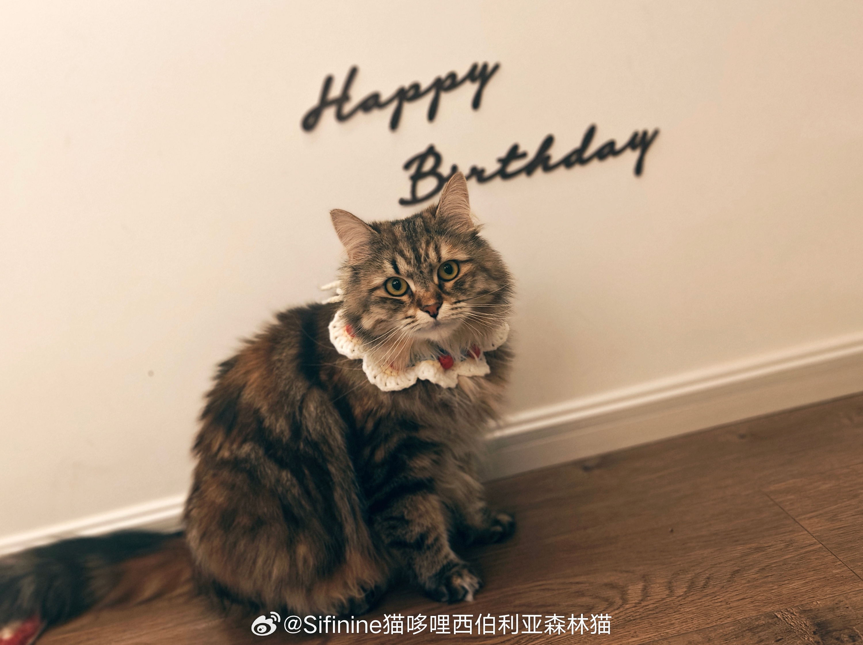 还有甜酒生日快乐[蛋糕][蛋糕][蛋糕]西伯利亚森林猫[超话]九月的神仙家庭小酒