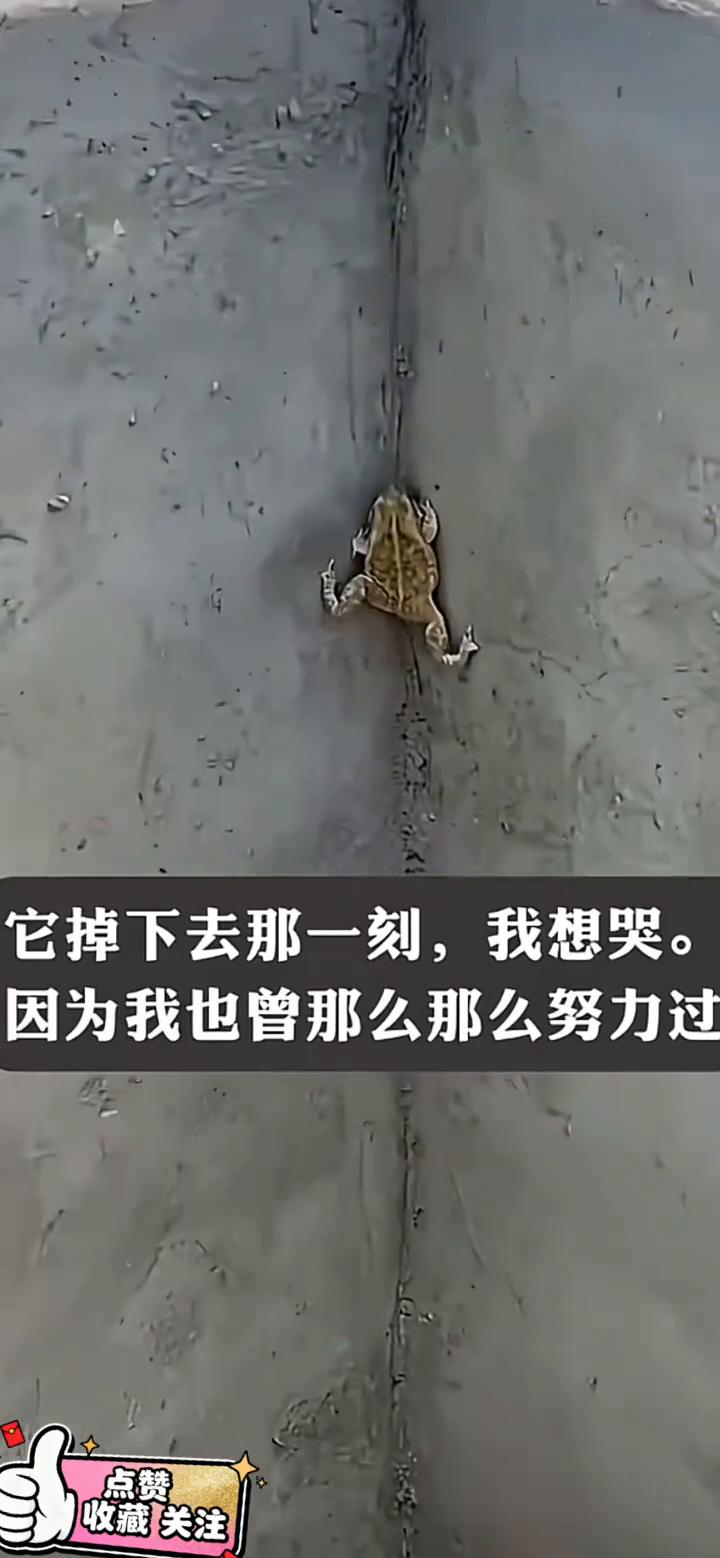 它掉下去那一刻，我想哭。因为我也曾那么努力过。