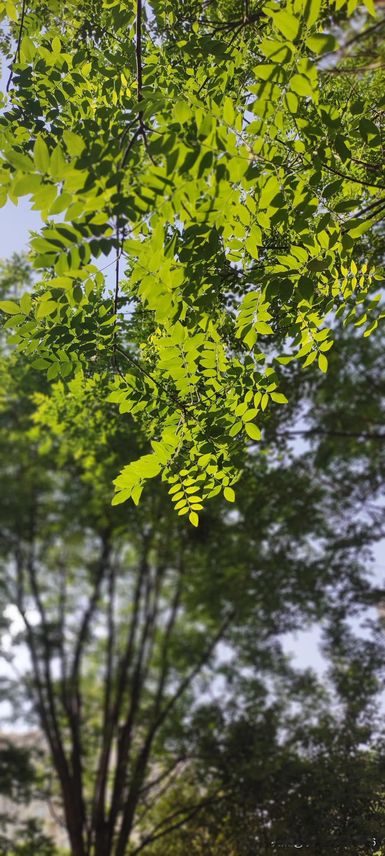 手机每天随手拍阳光灿烂。。。