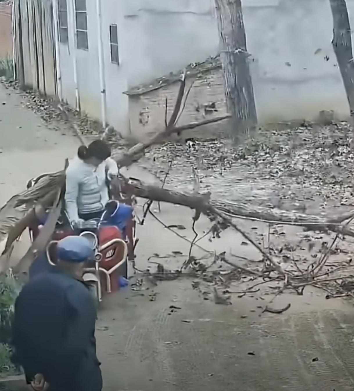 监控下惊险的一幕
女子刚坐上三轮车 
旁边大树突然砸下 ，幸好砸在车上，人没受伤