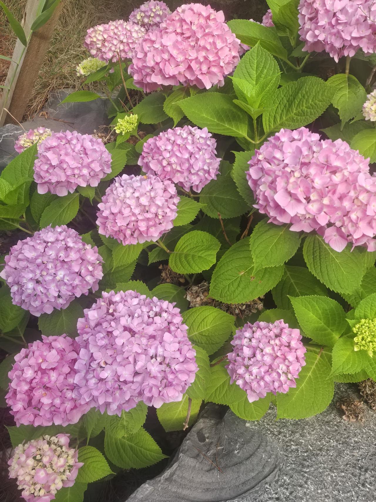 把你随手拍的花分享出来吧