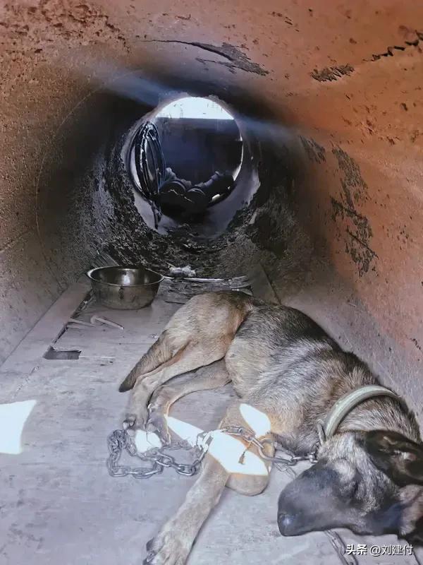 烟台一只狗被困井下约3年后获救 烟台一只狗被困井下约3年后获救，这只狗狗简直创造