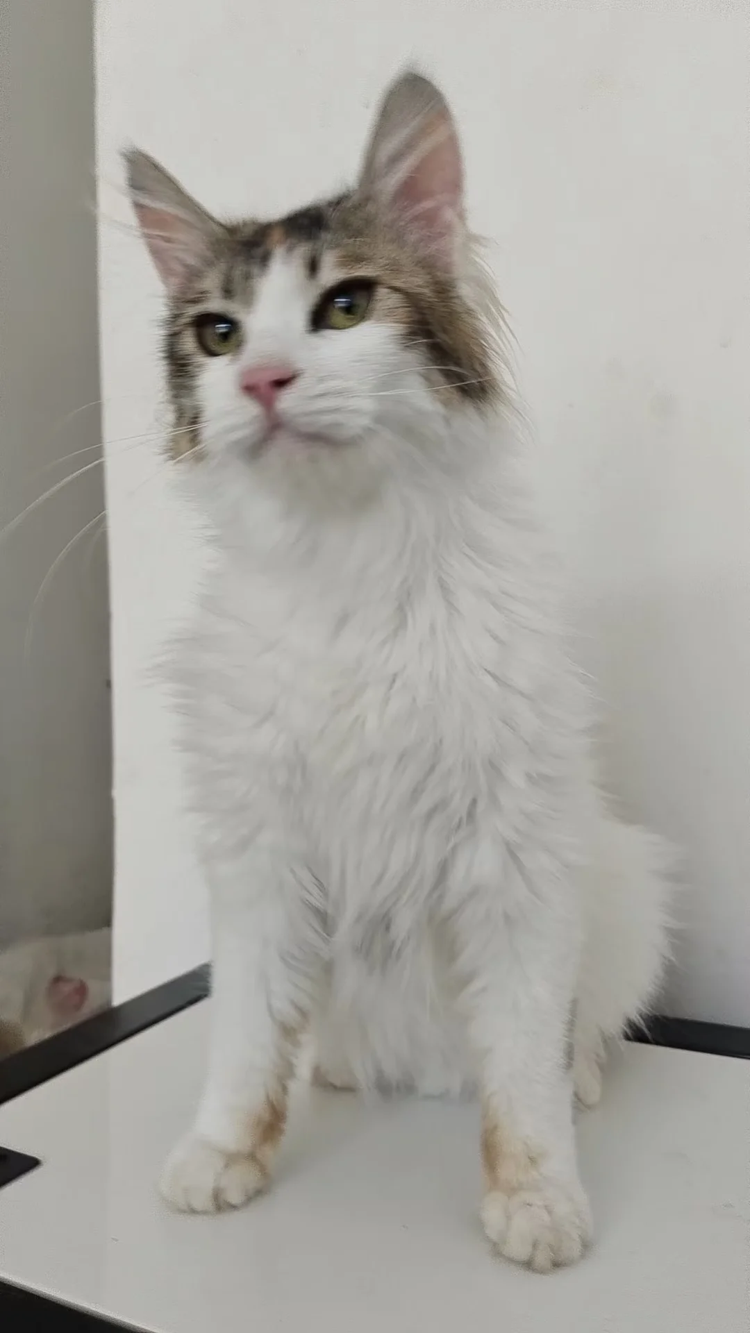一只刚被救助的五个月大的小女生猫猫，目前体重四斤左右，急需领养家庭，如...