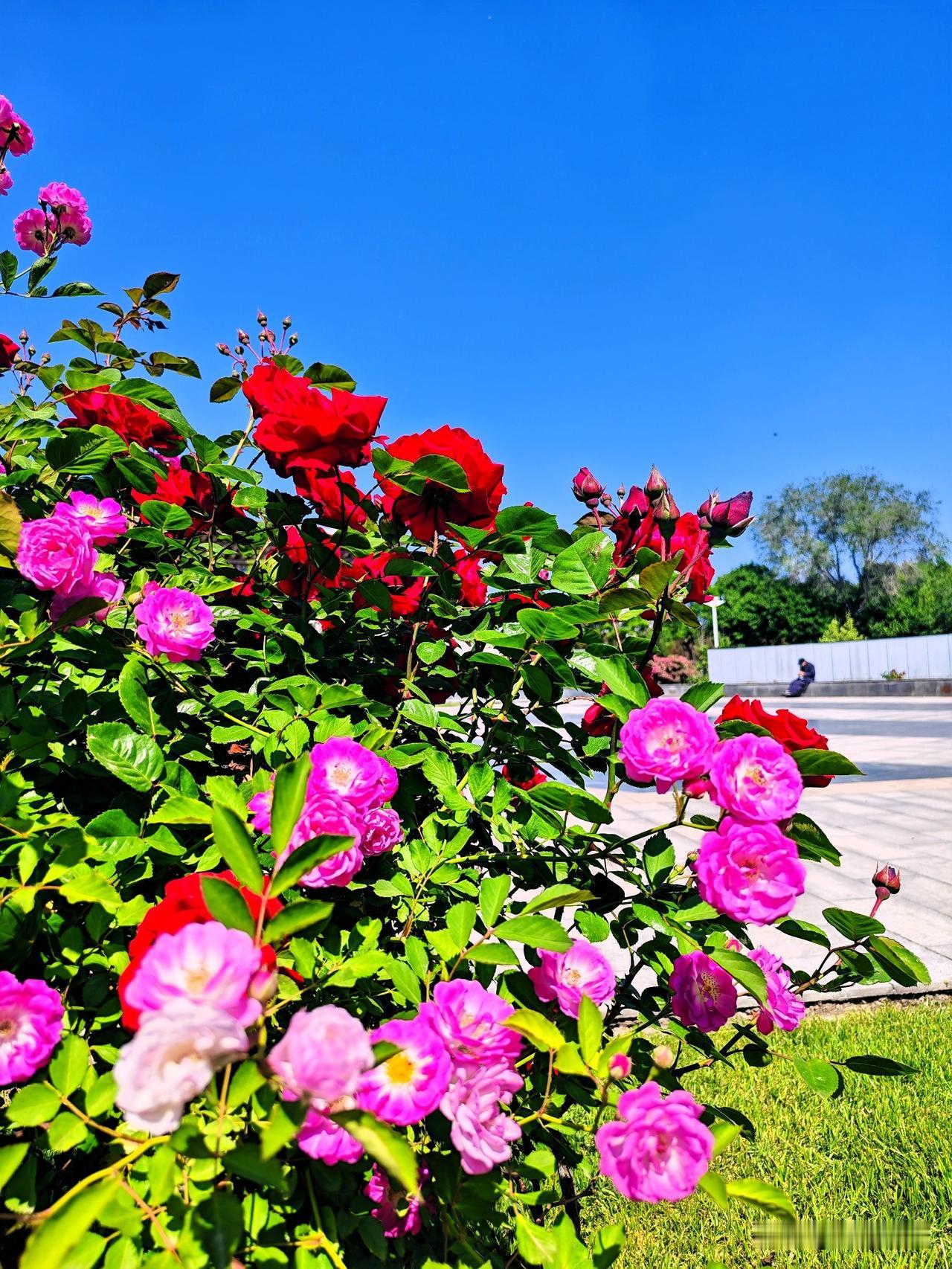 红艳映碧空，花影入诗行。🌸💐🌺