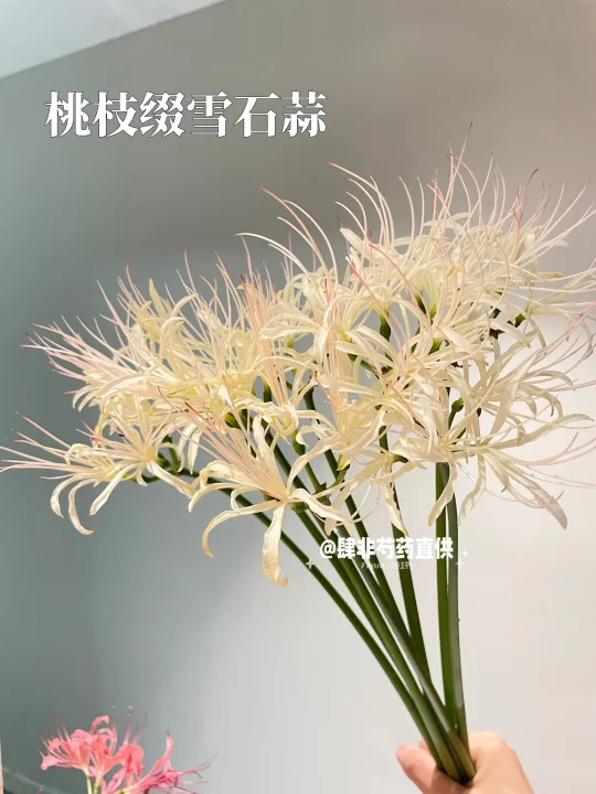 这就是真正的龙爪花吧