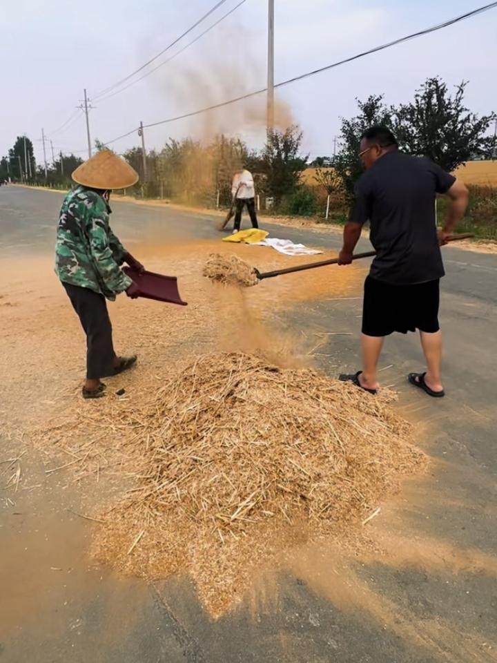 现在很少这样晒麦子、扬麦糠的了！
收获的麦粒里，麦壳太多，影响麦粒晒干速度，就把