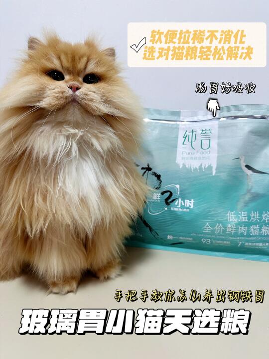 玻璃胃小猫的梦中情粮—轻松养出圆润小猪咪