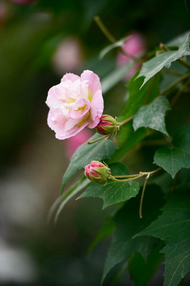 ‎种植 芙蓉花（一般指木芙蓉）喜欢温暖湿润、阳光充足的环境，种植核心是土壤透气、