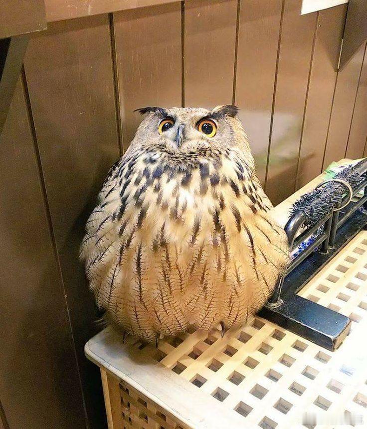 晚餐吃了 2 只老鼠，现在饱得不行🦉 