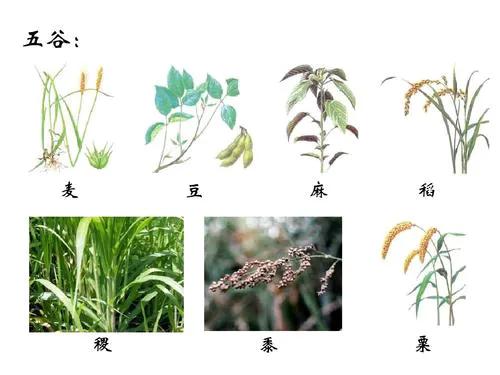 玉米、番薯的引进：中国人饮食结构的变革
在中国这片沃土上，农业自古以来便是支撑社