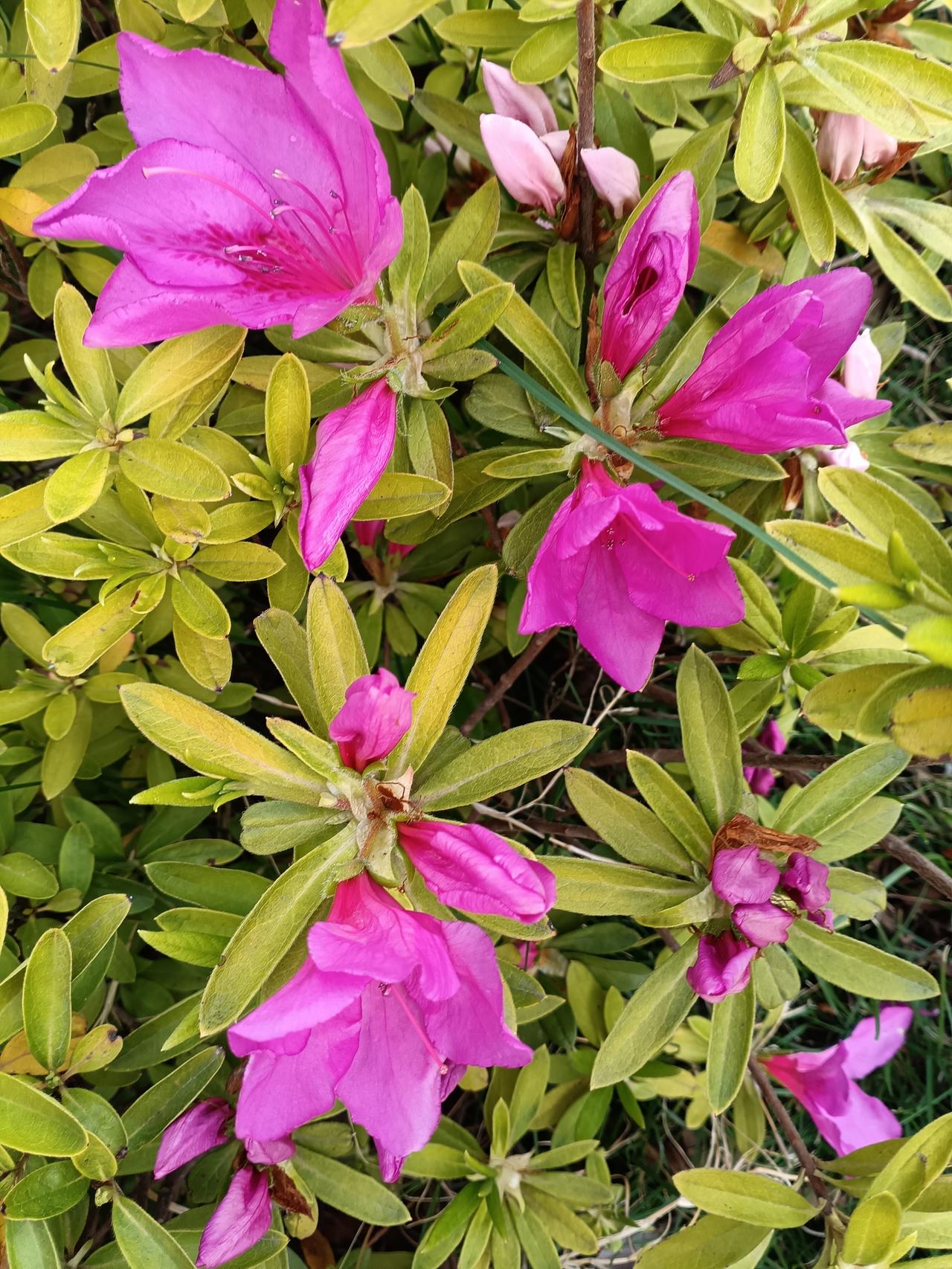 粉紫杜鹃簇绽于嫩黄新叶间，娇蕊含露，漾着春日的温柔与生机。