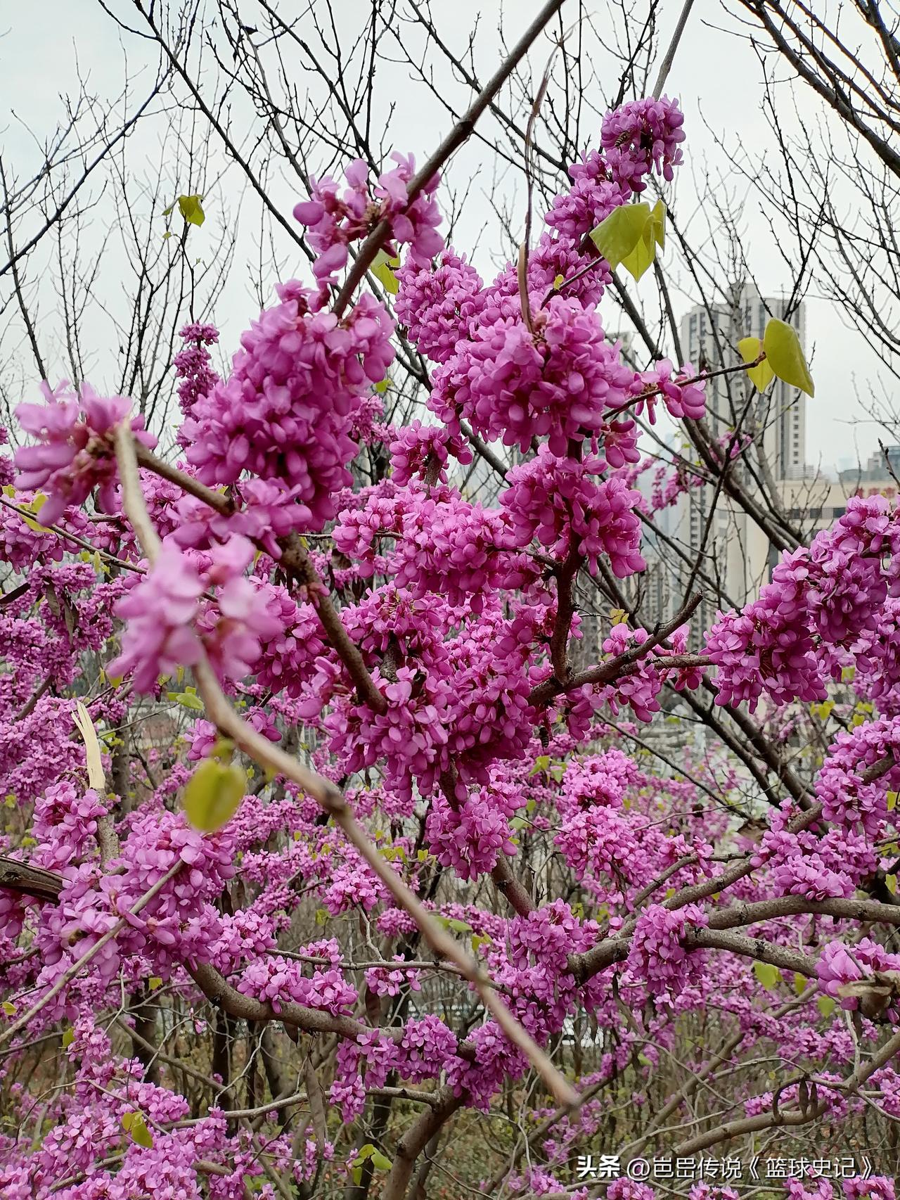 晒晒你随手一拍的花朵
