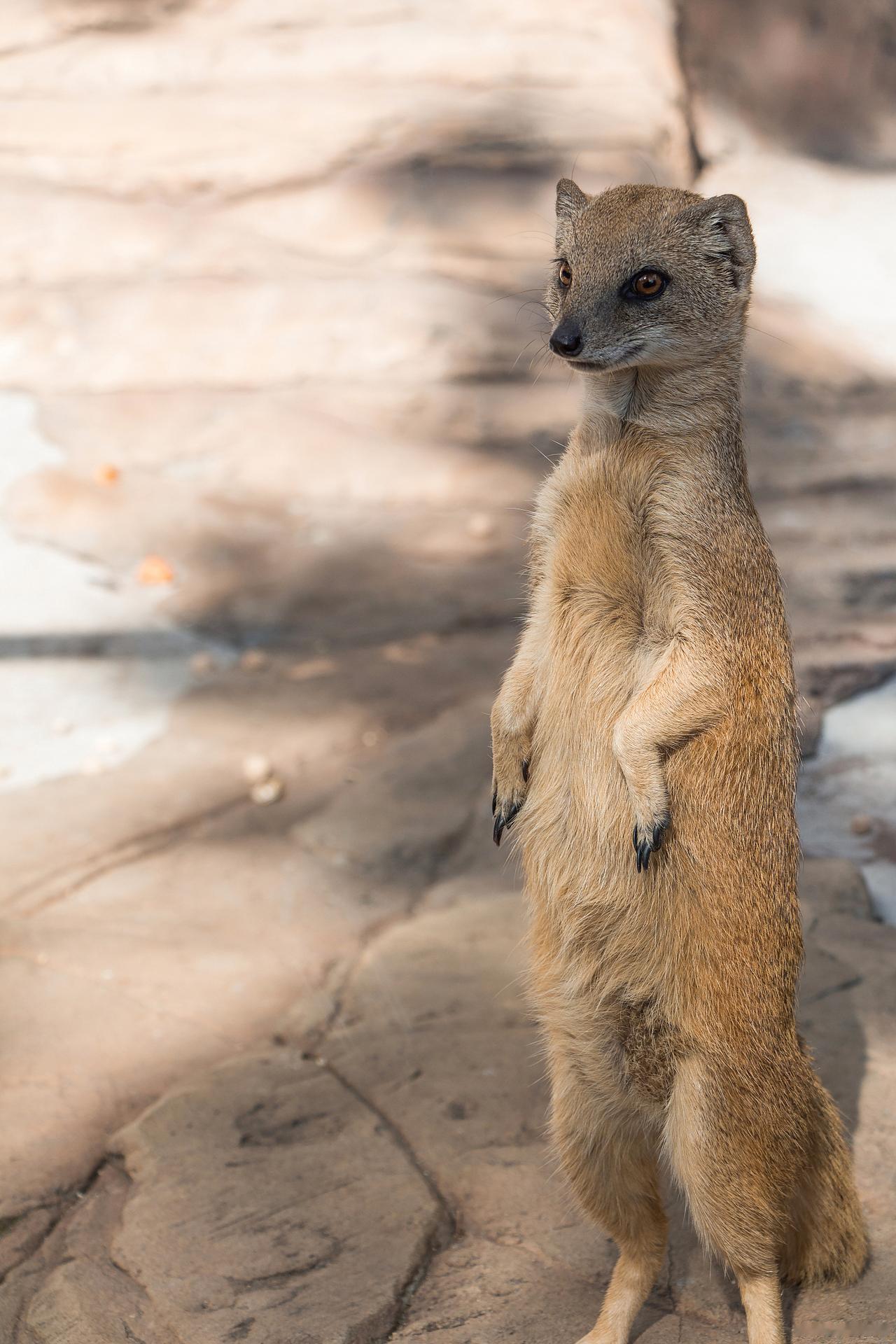 黄皮子为何不敢下江南？不是水土不服！而是关内供奉的这位大神
 
咱先聊聊北方的黄