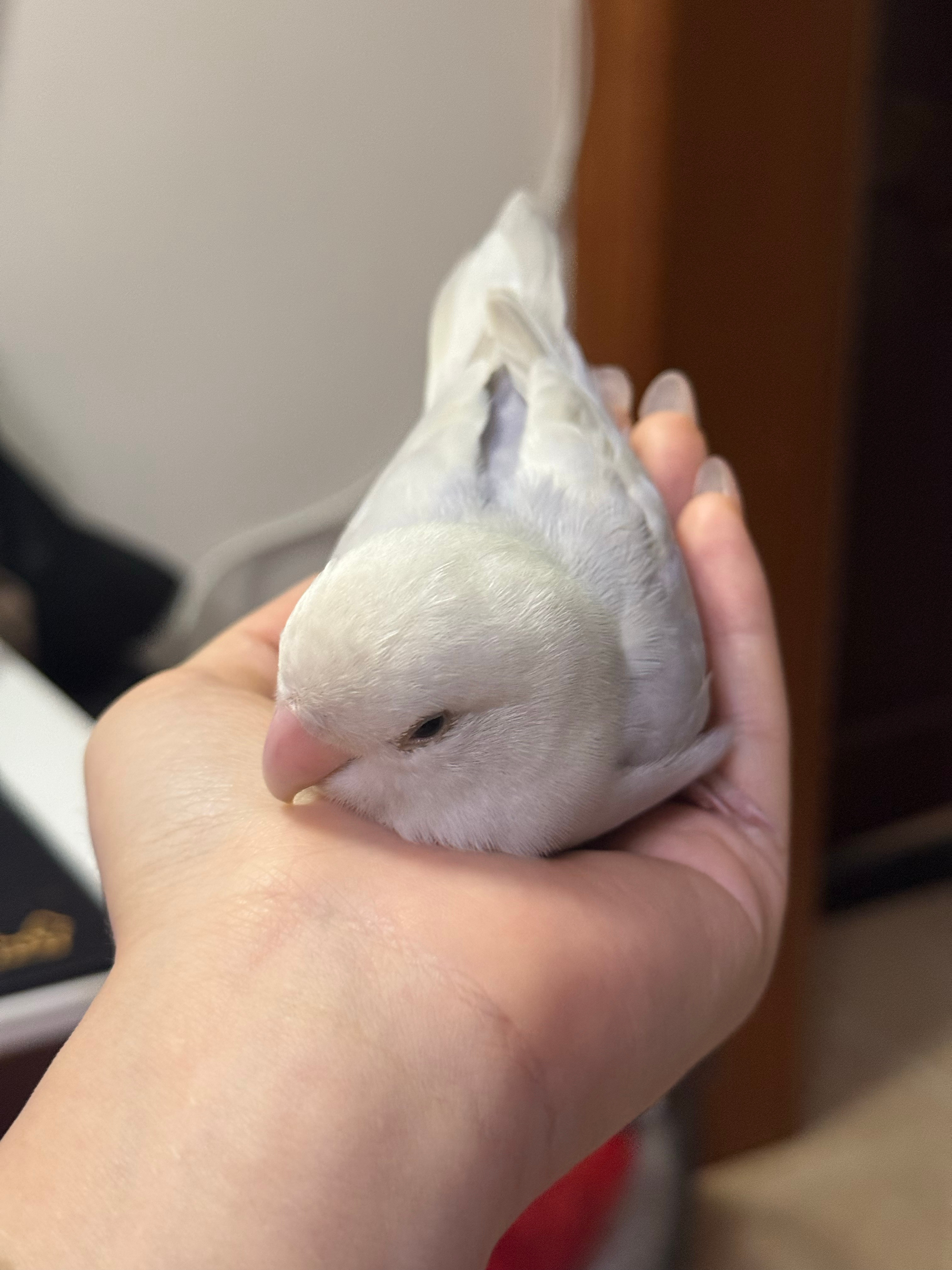 实在太可爱了。鸟 ​​​