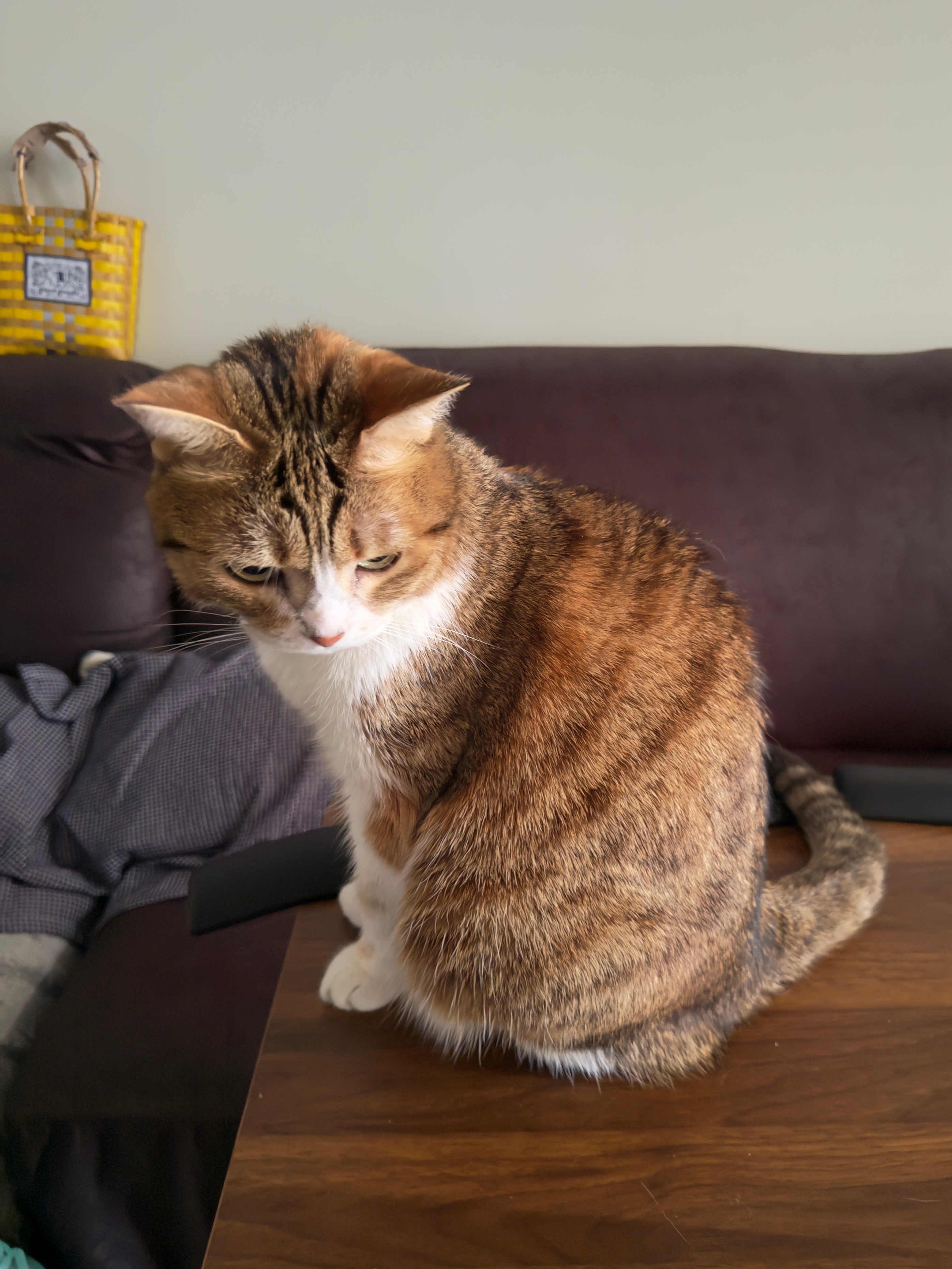 猫很绒绒，猫绒。 