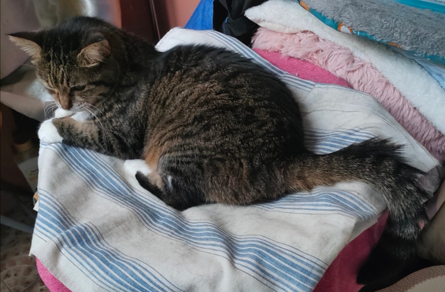 猫宁。今日台风还在肆虐，多帅强弟，各自淡定。一日二猫，洋猫花丛中，中猫湖边走。