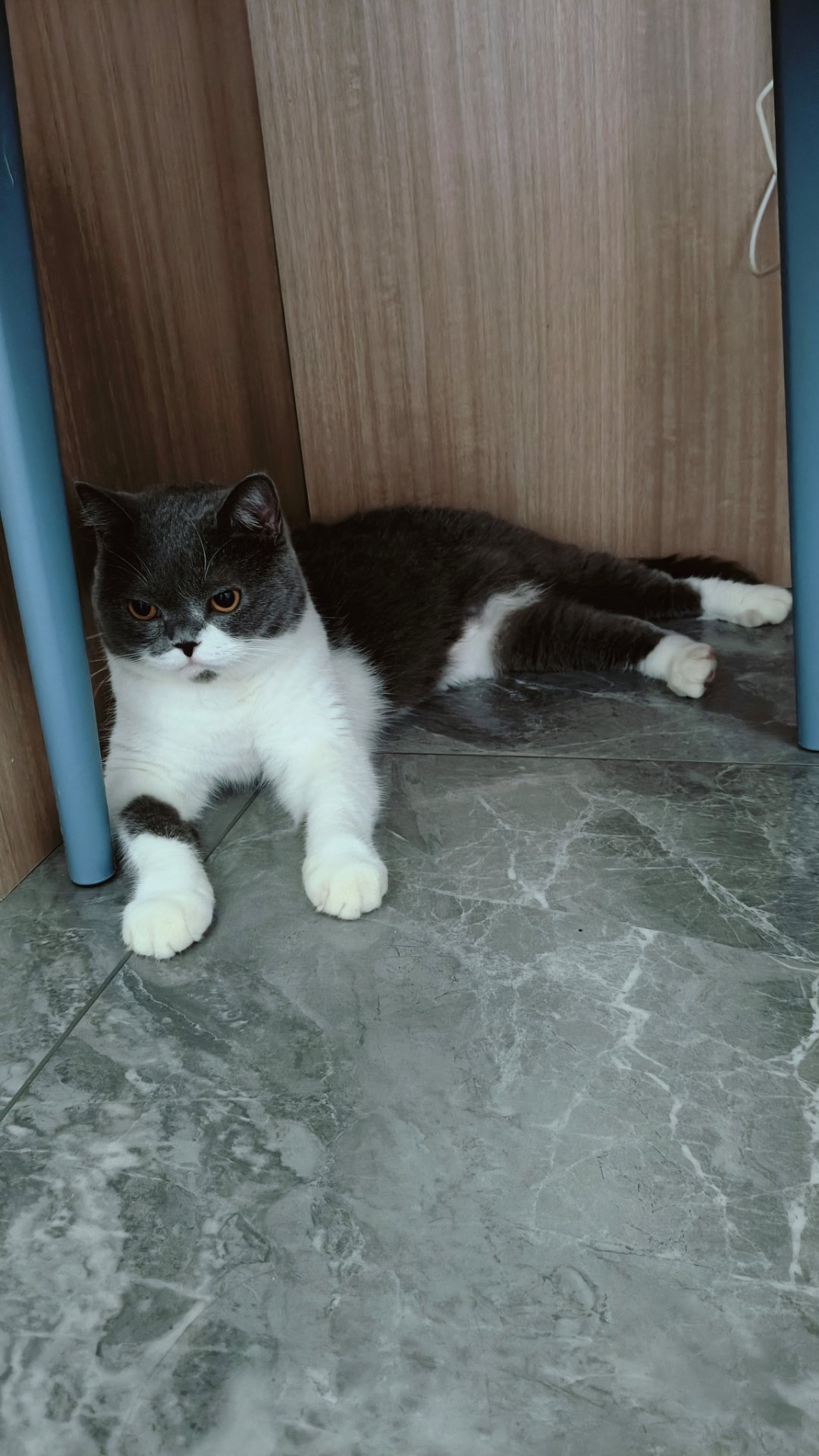 小祖宗这两天尿尿有点难，每次好几分钟才能尿出来，带宠物医院看了下，结石了[裂开]