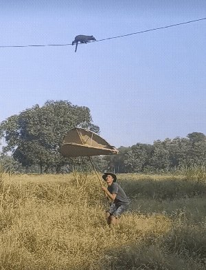 乡下的老鼠是真的好大，不会咬人吗?[捂脸]