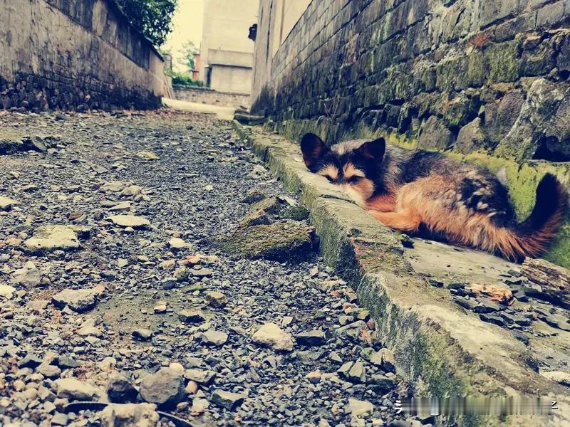 看到“情投意合同甘苦”这个上联，一下子就想到这很适合用在结婚对联里。就像2024