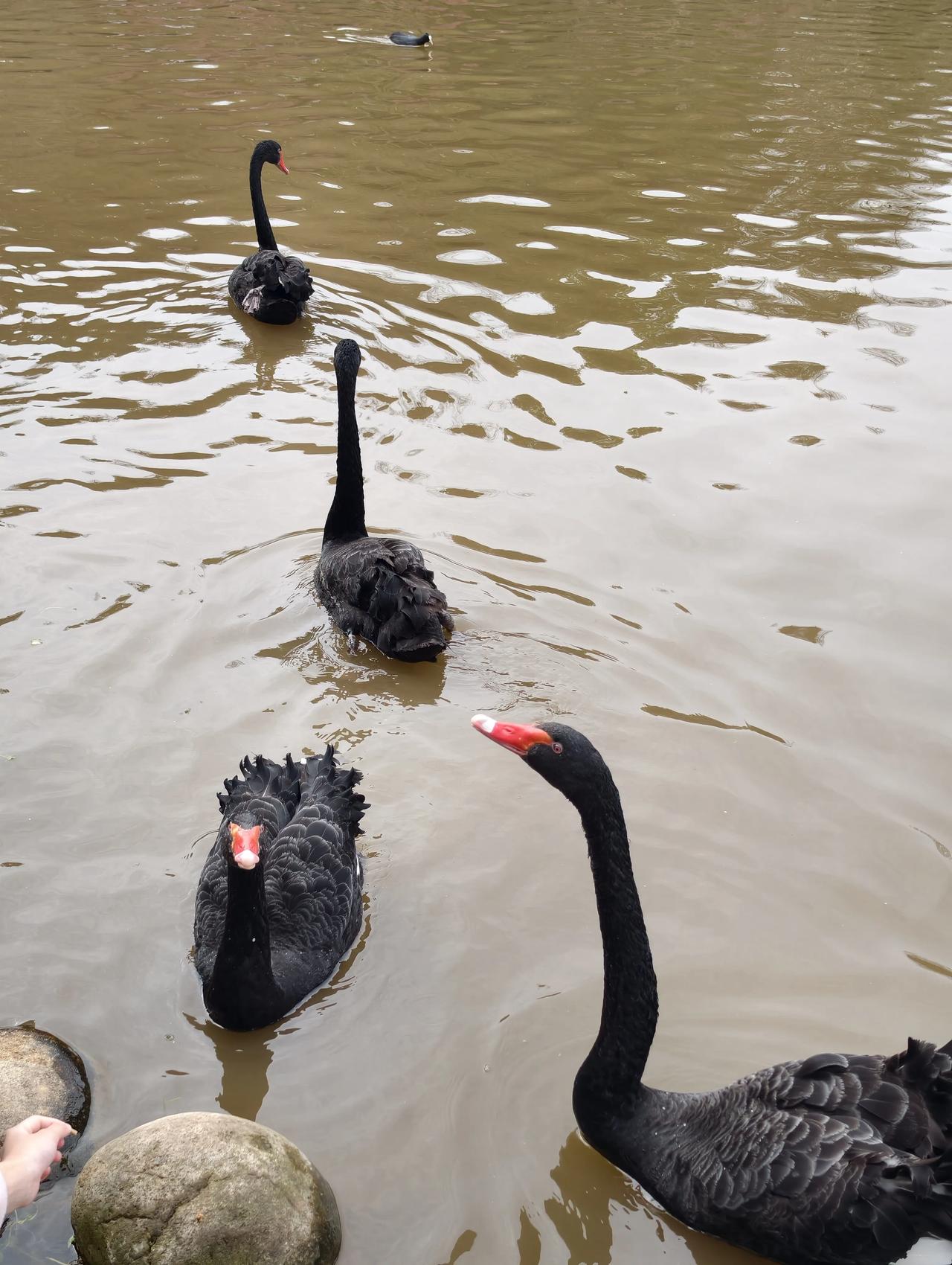 不和谐才是常态，和谐只存在两种情况：高压的和谐与规则的和谐。

我们常常说，要构