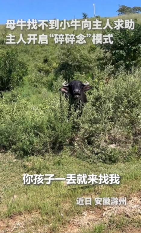上人民日报了！安徽滁州，一母牛只顾吃草弄丢了小牛，主人本以为它会自己四处寻找，没