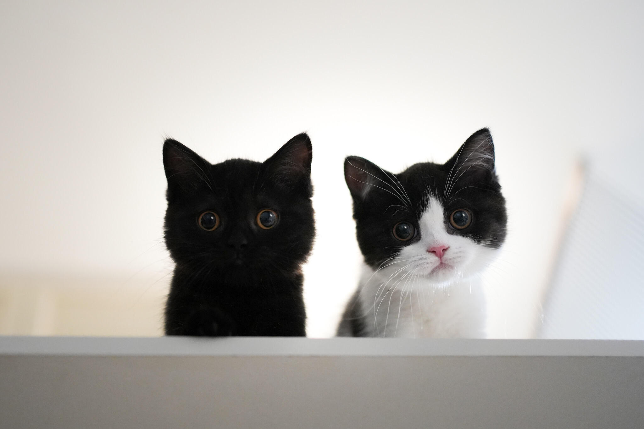【奶牛猫】如果没拍下这一幕会后悔一辈子