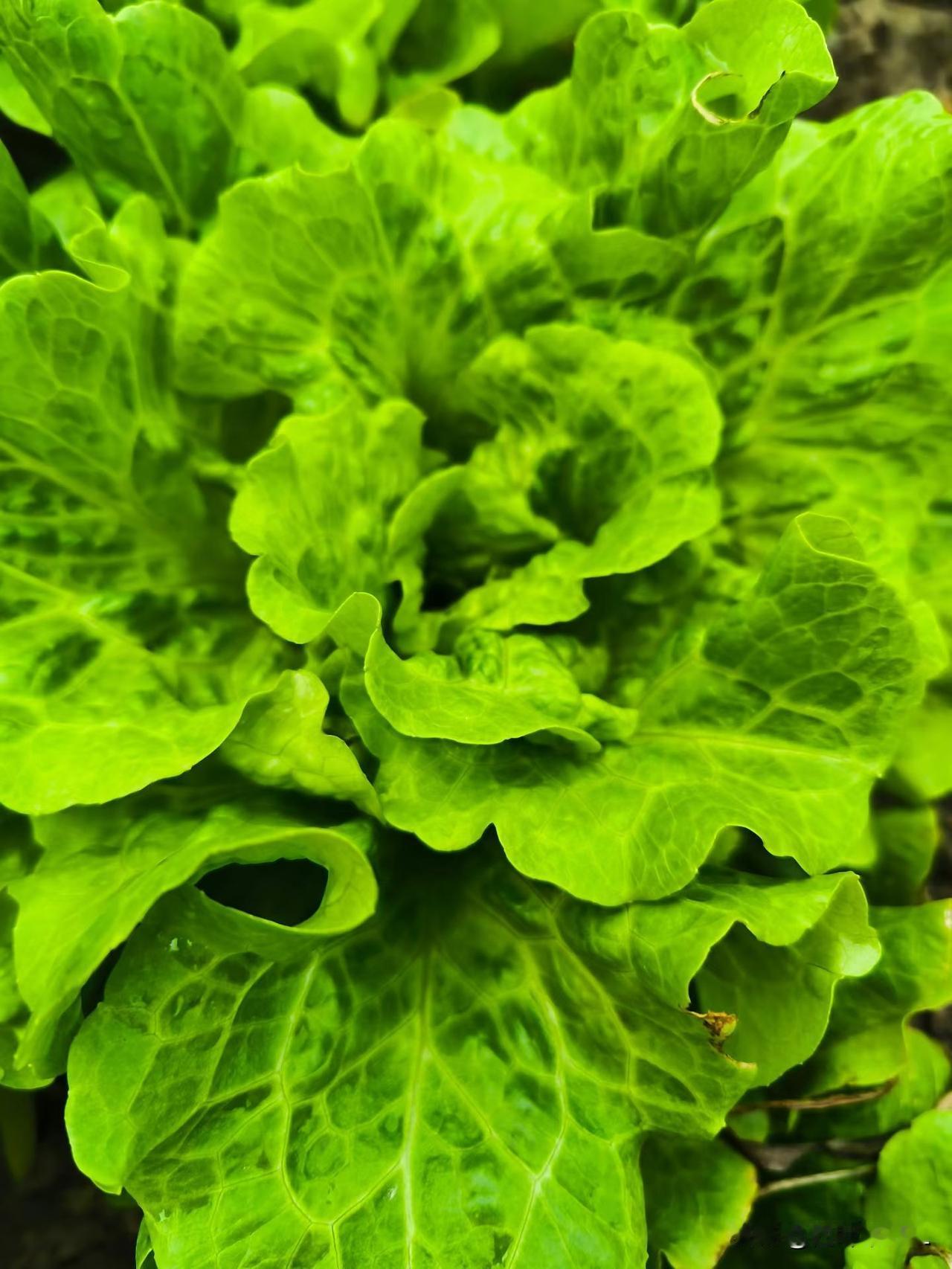 自己种的纯天然无公害蔬菜，绿油油的，长势喜人。