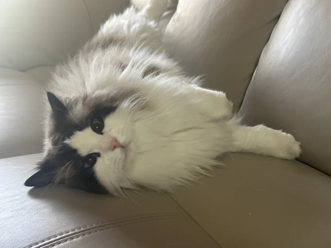 嗨呀~小猫摔倒啦