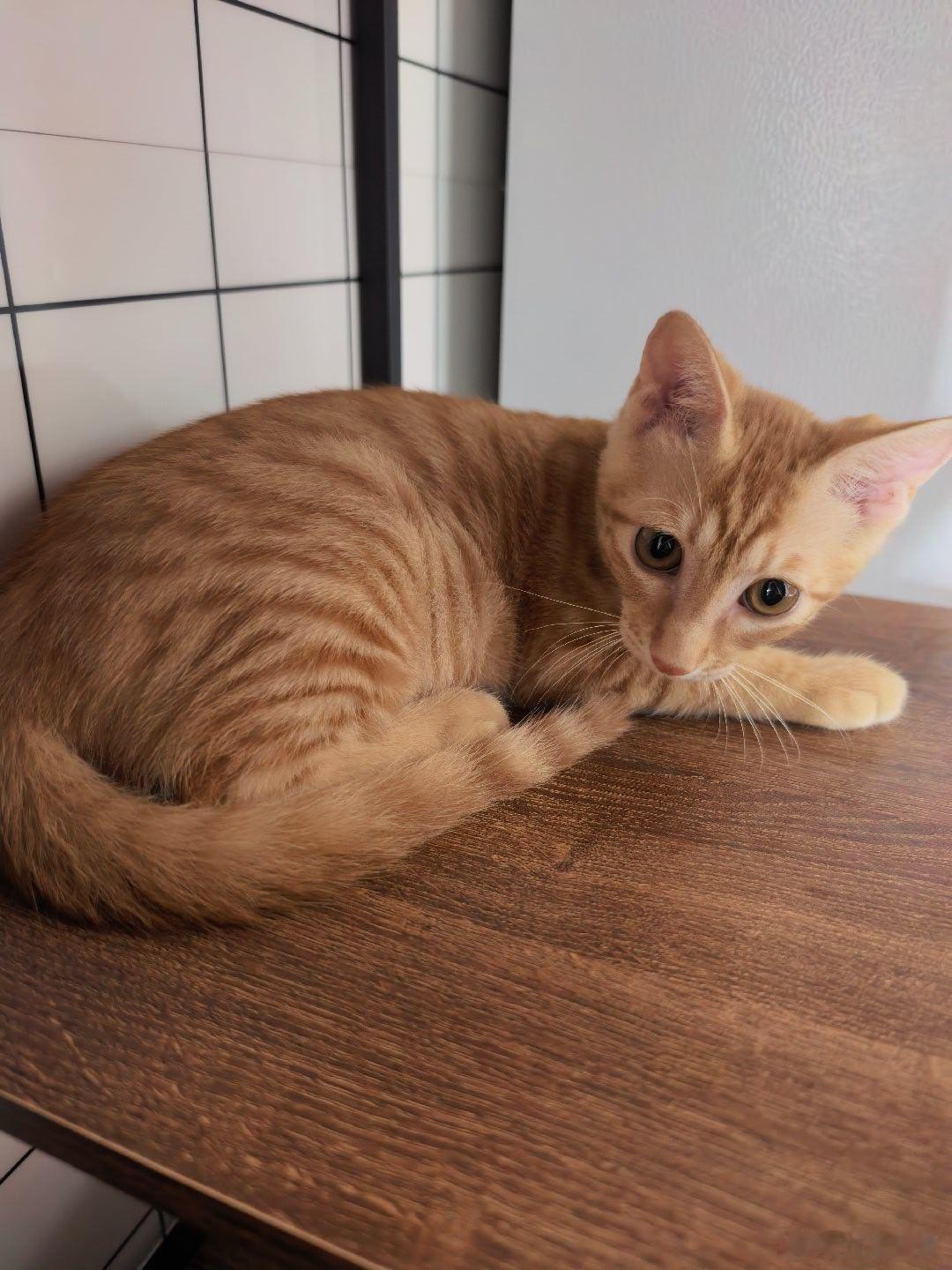 我的小小猫长大了好多。 还是喜欢扑咬我[泪] ​​​