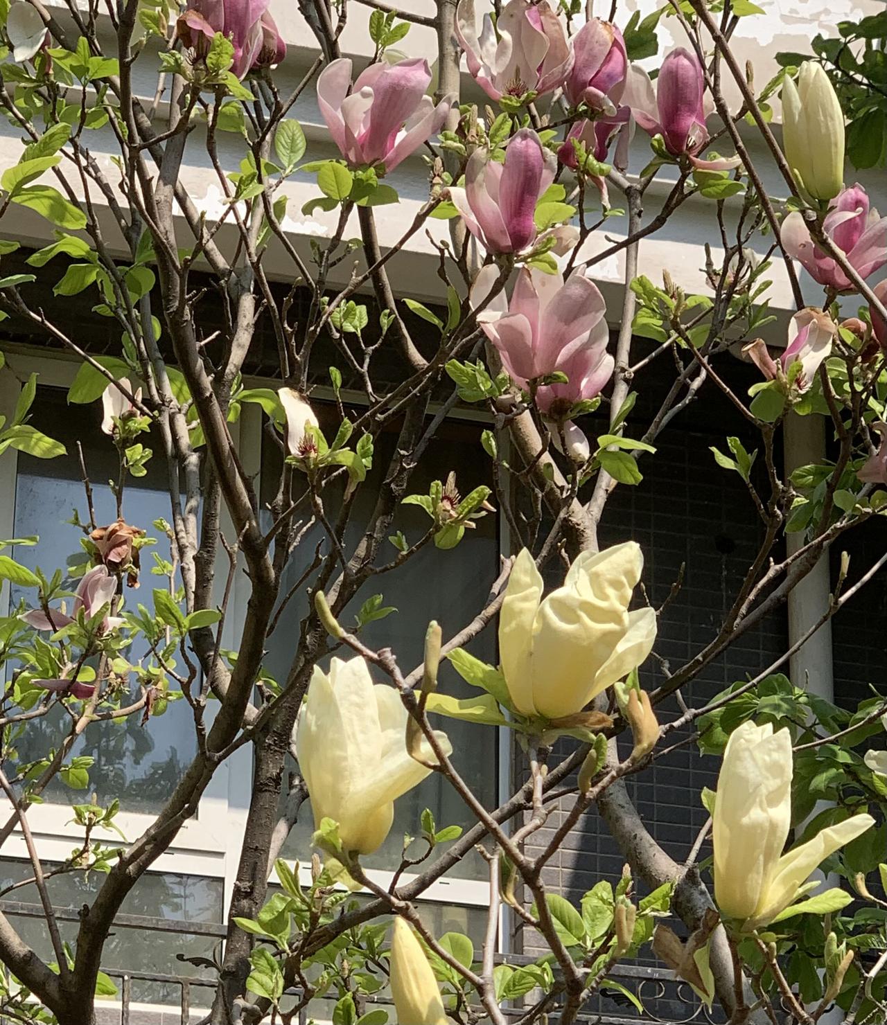 女儿又买新家，南二环以内高档洋房，院内走小门进万寿公园，打开自家窗户就能拍到小区