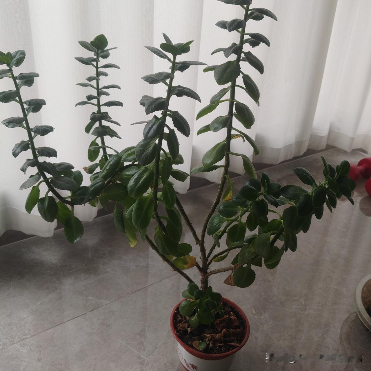 谁见过这样的长寿花？只长个不开花🌸。我也是纳闷了，我家里的阳光雨露气候都挺好的