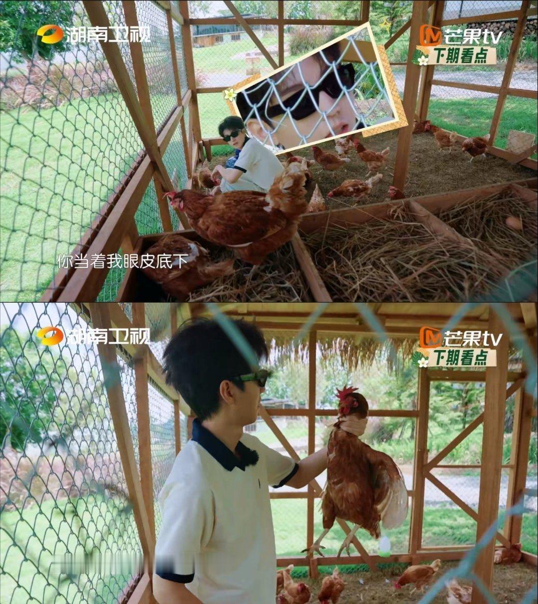 王俊凯整治鸡圈霸凌 笑不活了，王俊凯这是在录综艺还是在演小品啊，处理鸡圈霸凌的样