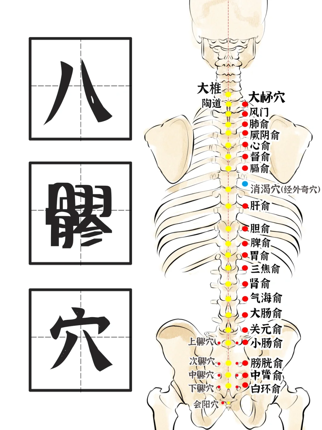 膀胱经-八髎穴-每个穴位主治疗效