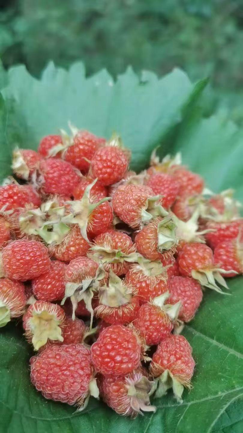 新鲜采摘的野草莓，红润诱人，自然美味！