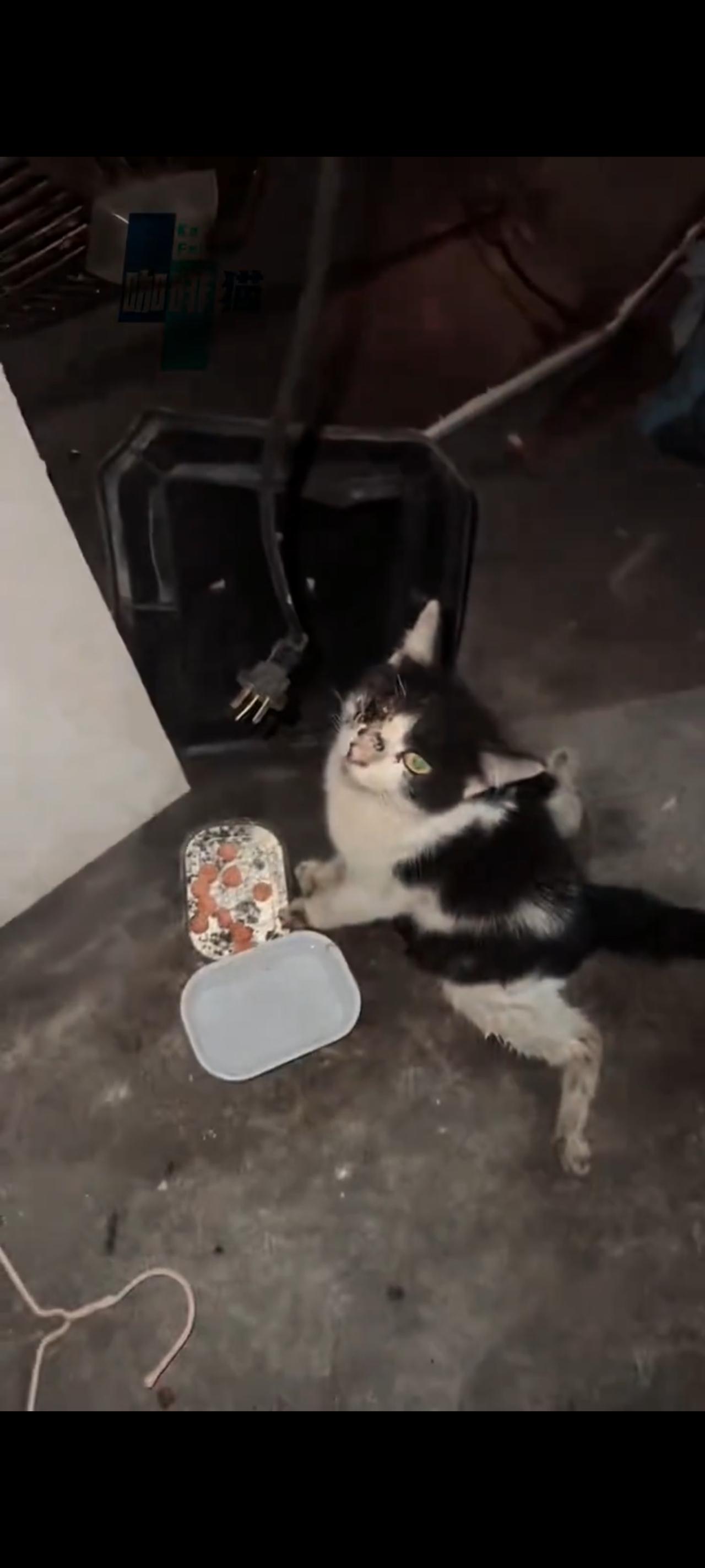 这也许是小编有史以来见到过的最可怜的一只流浪猫，不仅后腿被车辆碾断了自己的双腿，