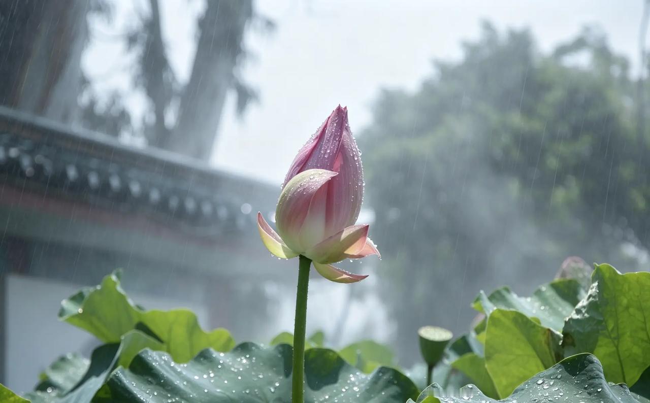 荷叶田田，芙蓉冉冉荷花 摄影 尼康