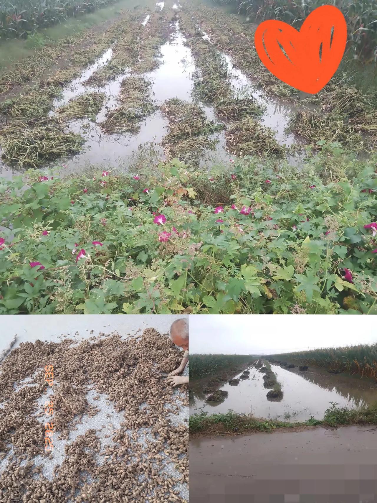 村民老李这3亩花生，真是让人心疼！雨水连着下，拾掇半个月才收一半，剩下的还泡在粘