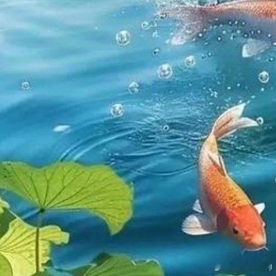 真的很羡慕鱼，没有温度，也没有心跳，只有七秒的记忆 