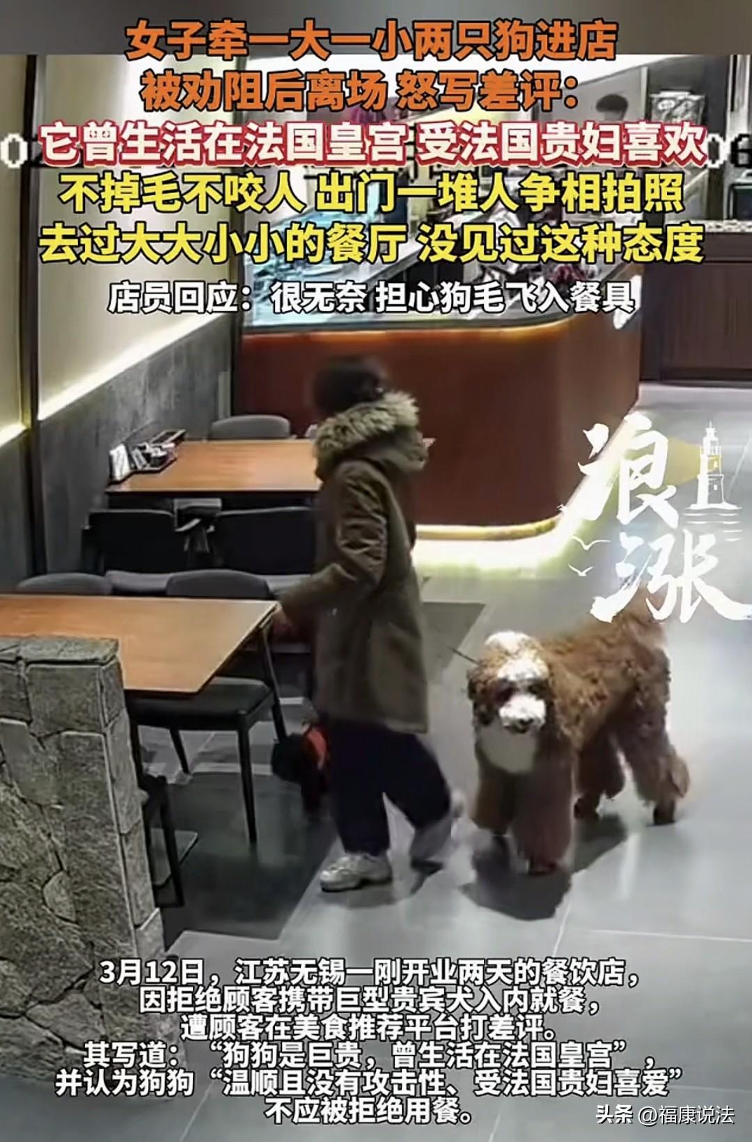 江苏无锡，女子牵着一巨型贵宾犬和一只小狗进饭店，店长对她说：大狗不能进店。女子反