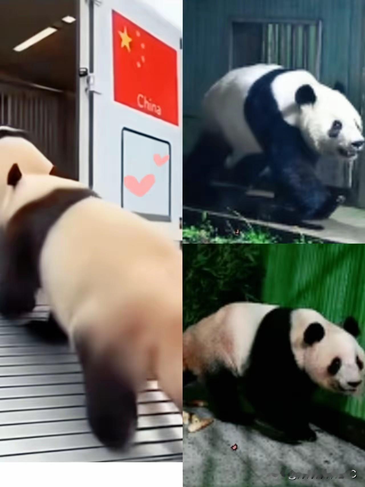 真是不怕熊猫坏，就怕熊猫会演戏！

晓晓和蕾蕾这一回国，直接把日本粉丝给整不会了
