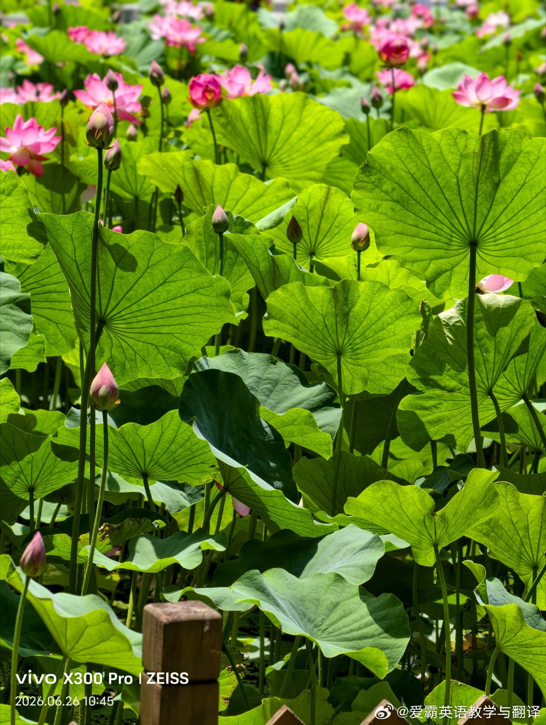 东山宾馆｜荷塘物语 