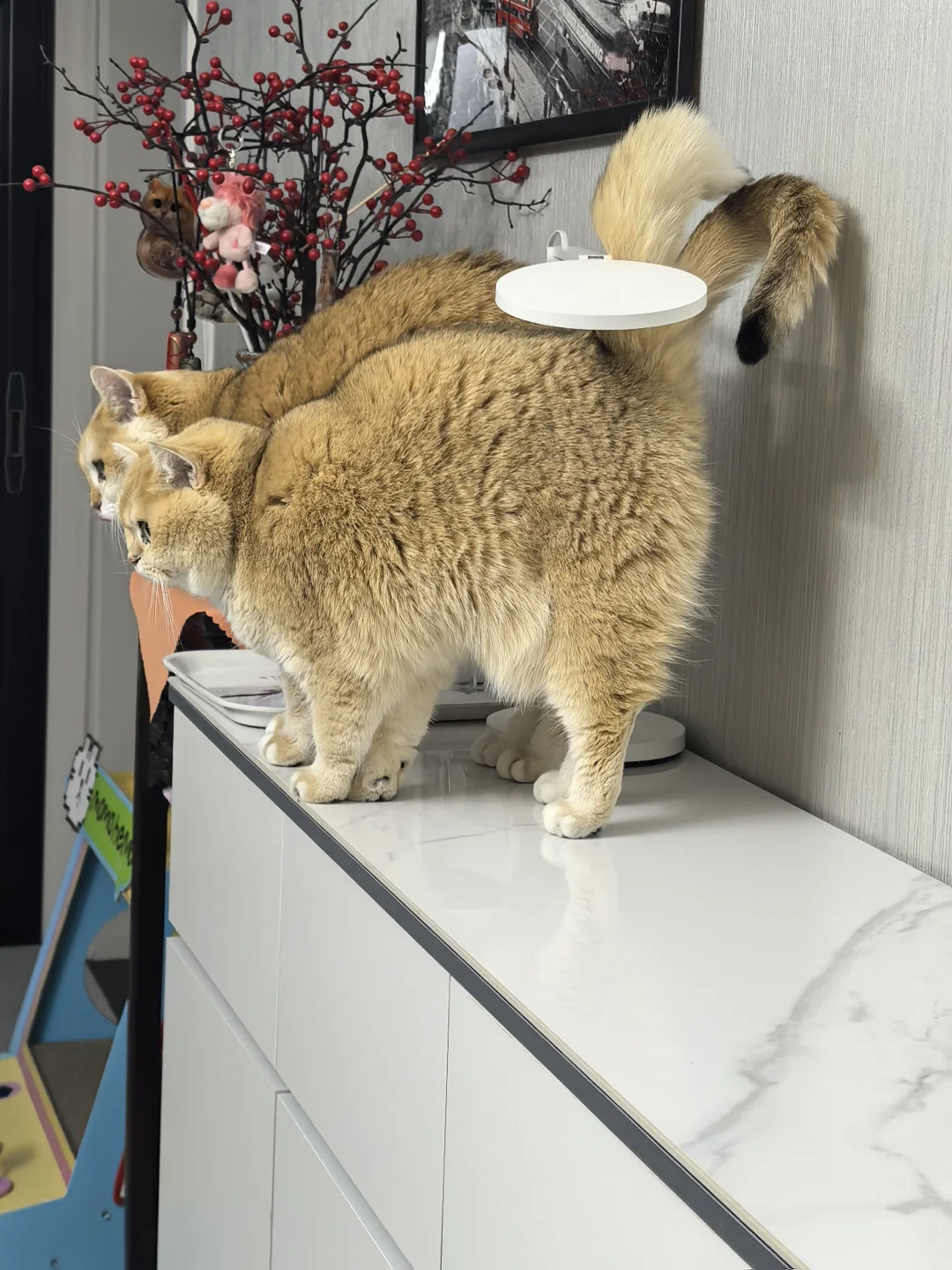 双🐱傍地走