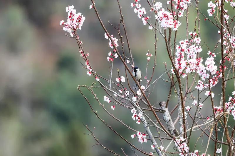 AI妙生图花草树木百鸟鸣。