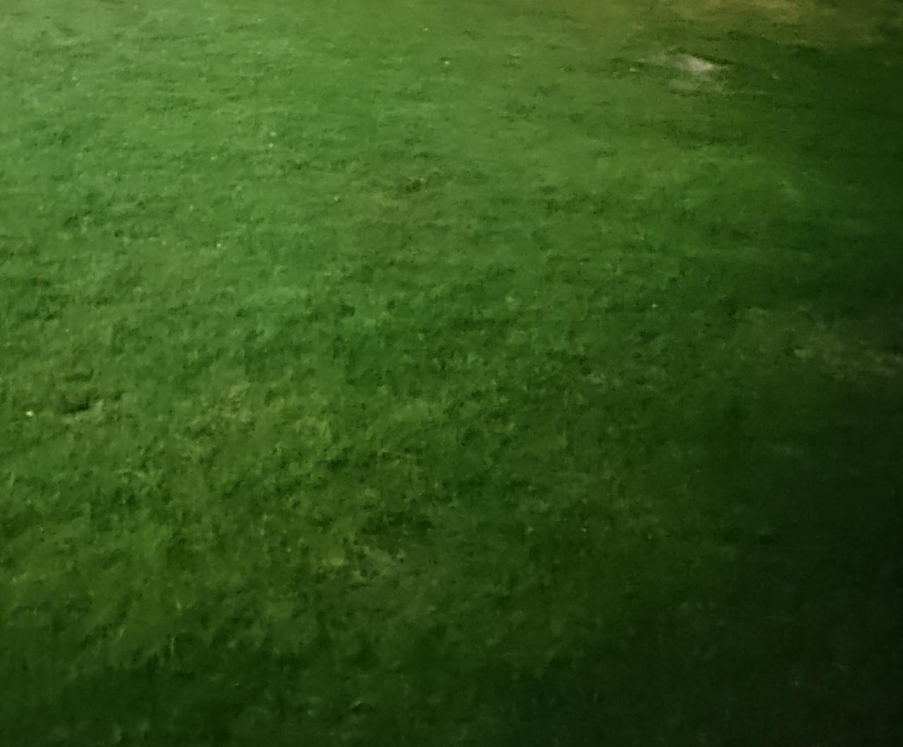 绿草盈盈，犹如A股遍地开花的个股，在寒风里仍倔强抬头，一片片像刚封板的中小创，霜