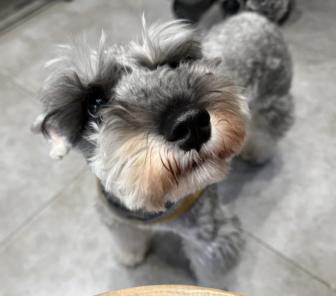 今天又是咖啡店小狗