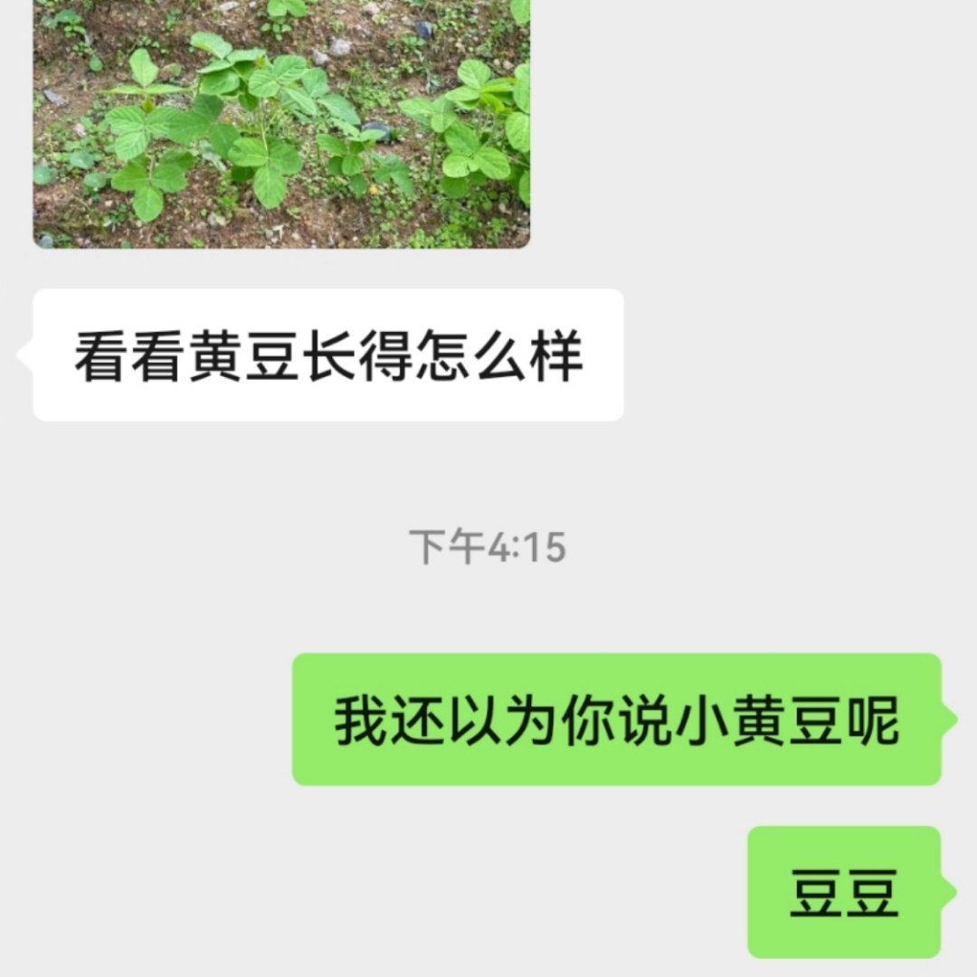 每天看爱播看魔怔了 想开花 ​​​
